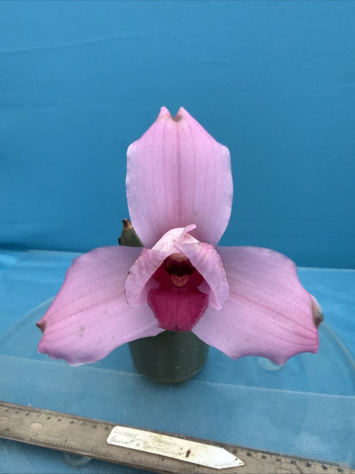 Lycaste Chita Sunset x Cita Melody Pink Red 2 New Growths Orchid Hybrid 7” Pot