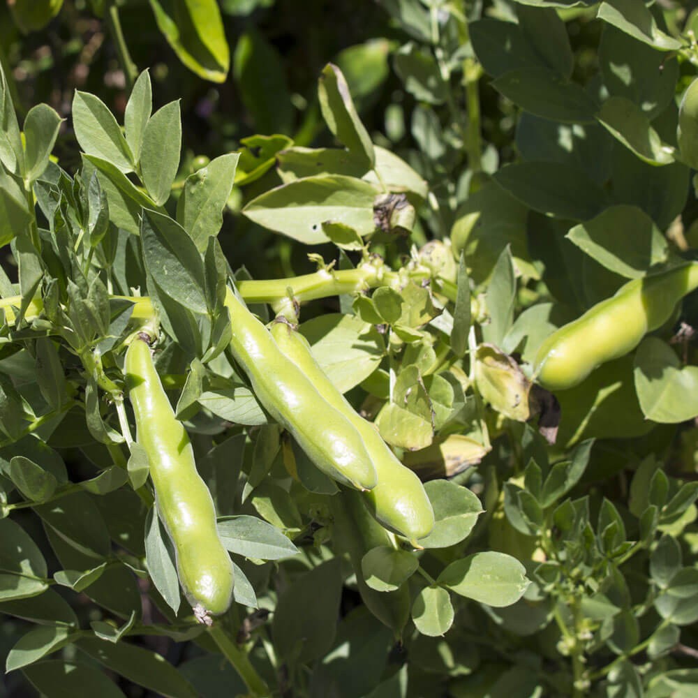 5 LBS Fava Bean Seeds For Cover Crops & Food plots