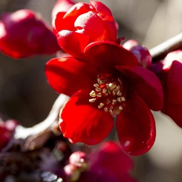 Red Flowering Quince Chaenomeles Speciosa Seedling 8+” Tall 5″ Pot Spitfire
