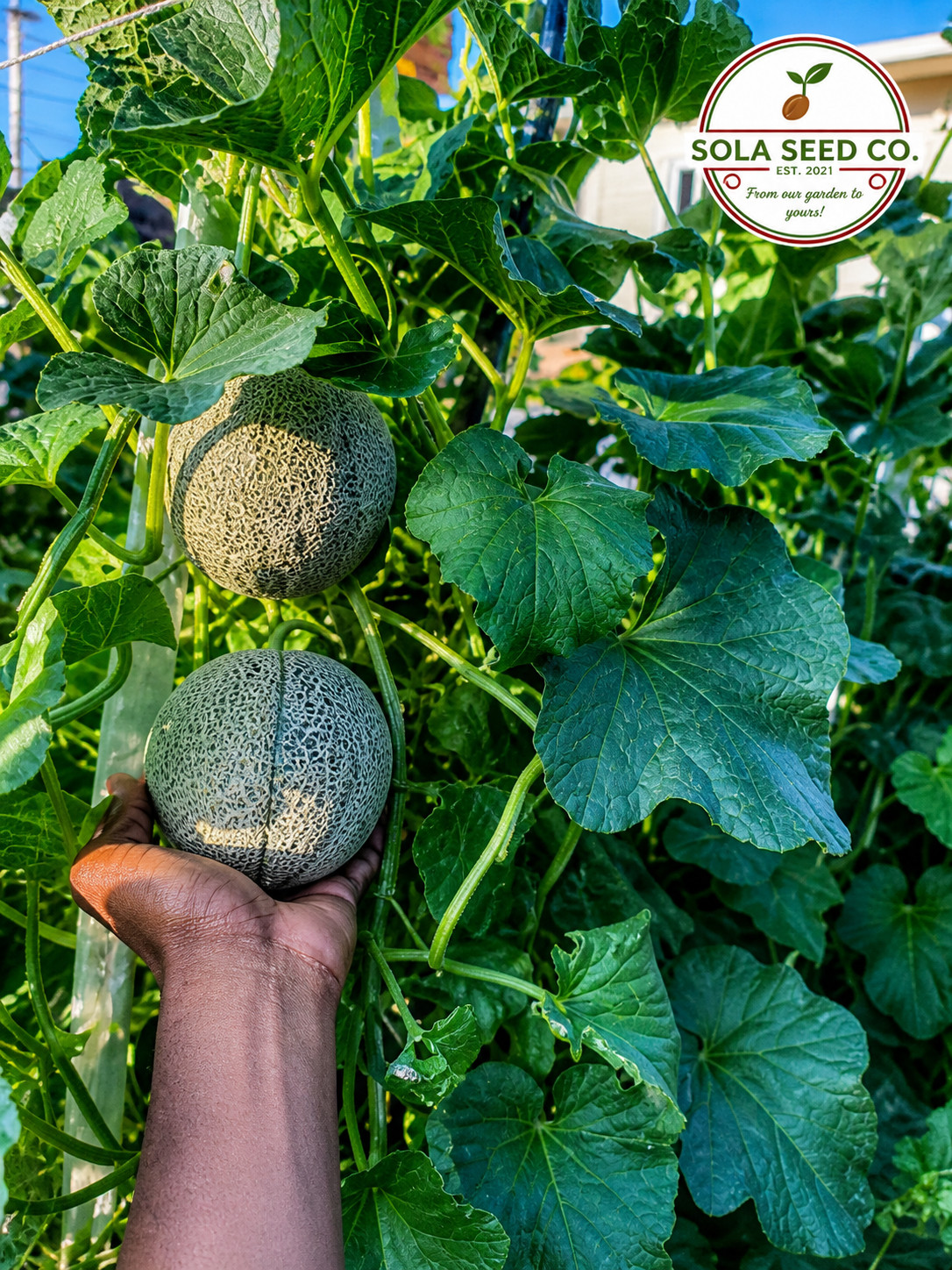 25 JENNY LIND CANTALOUPE SEEDS – FORGOTTEN HEIRLOOM SEEDS – Non GMO USA