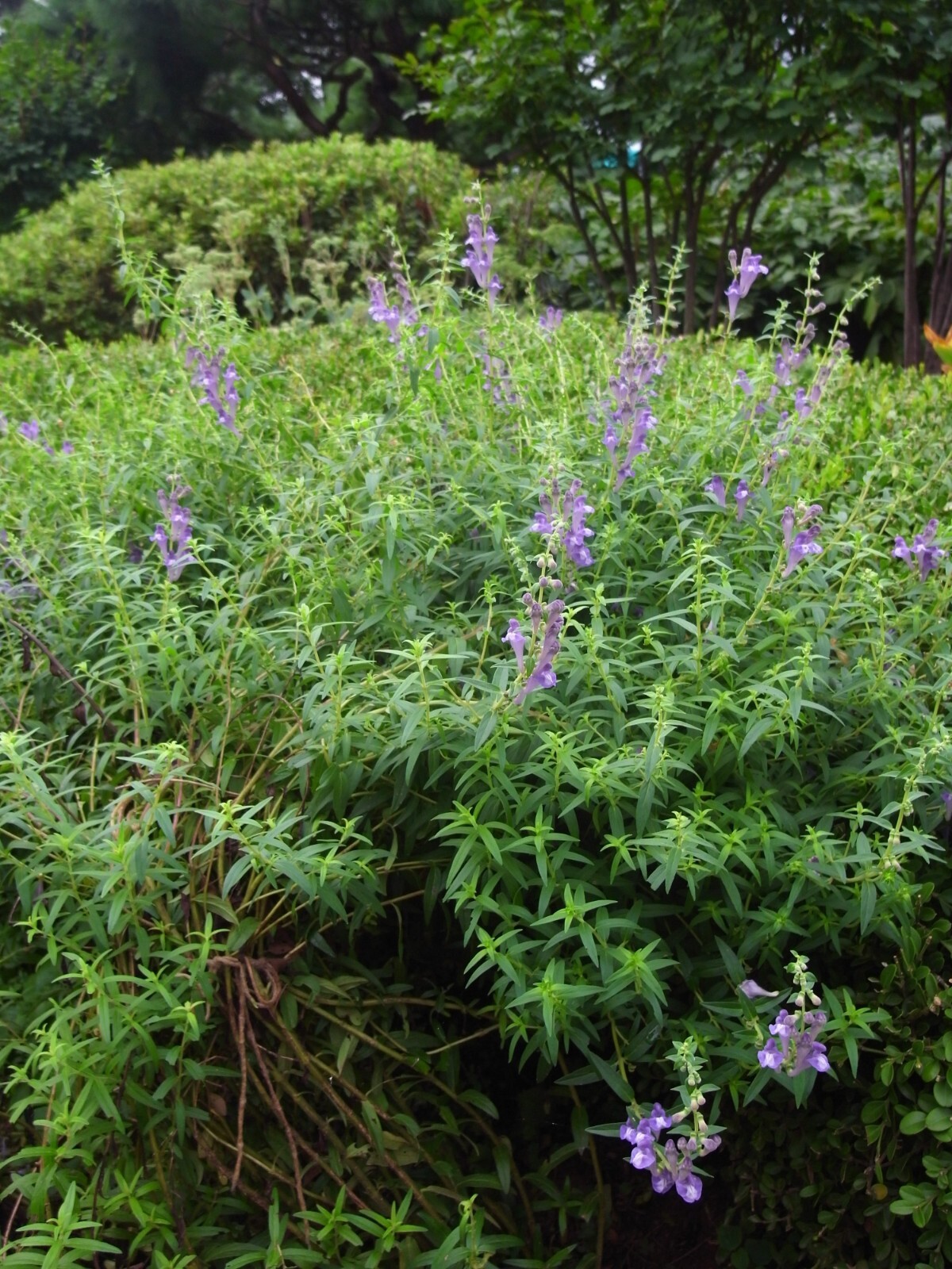 250 Scutellaria baicalensis Seeds – Baikal Scullcap Seeds – Medicinal Herb