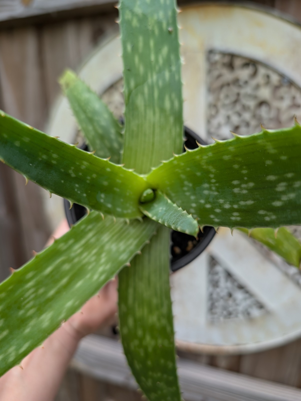 Coral Flowering Soap Aloe maculata Pollinator Plant Succulent 12″+ So Many Uses!