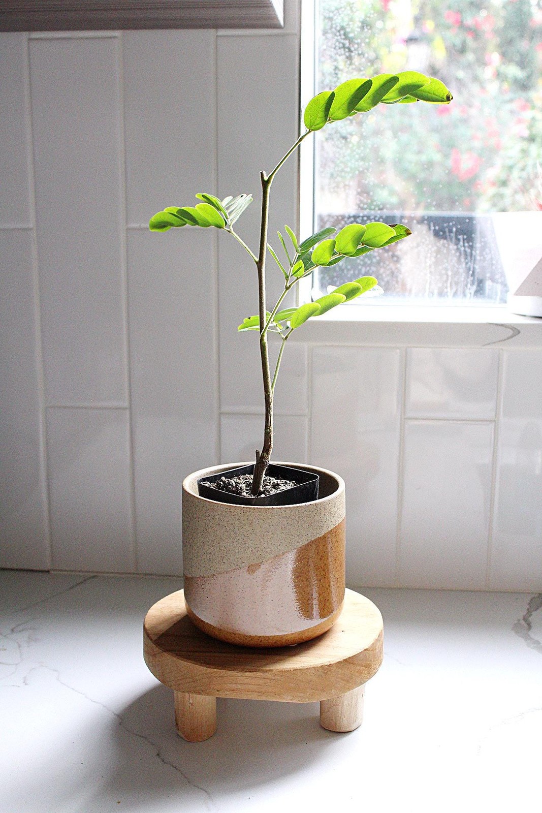 Powderpuff Pink Tree Starter – Calliandra Inaequilatera