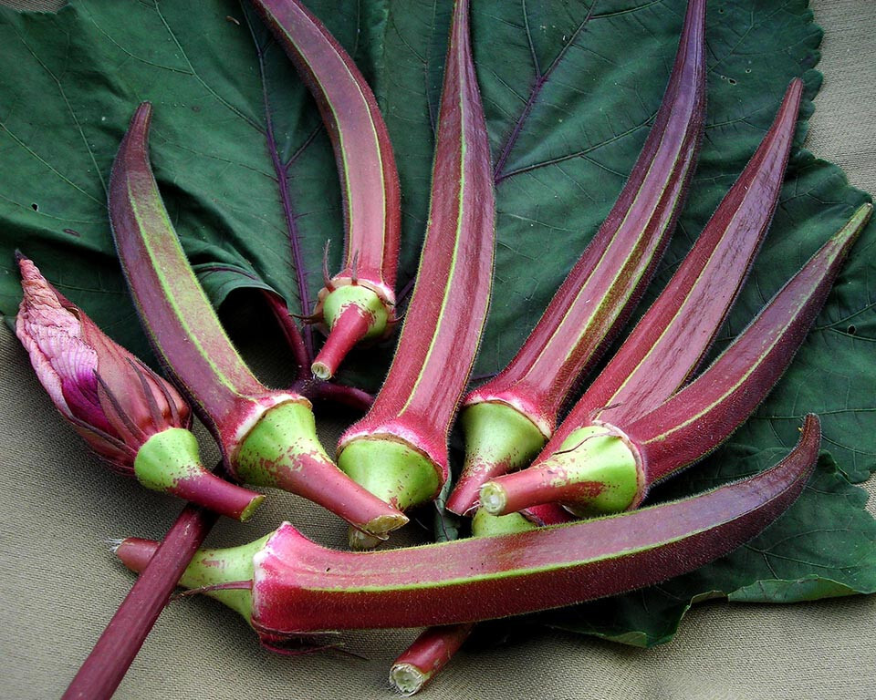 30 RED BURGUNDY OKRA SEEDS FRESH FOR GARDENS