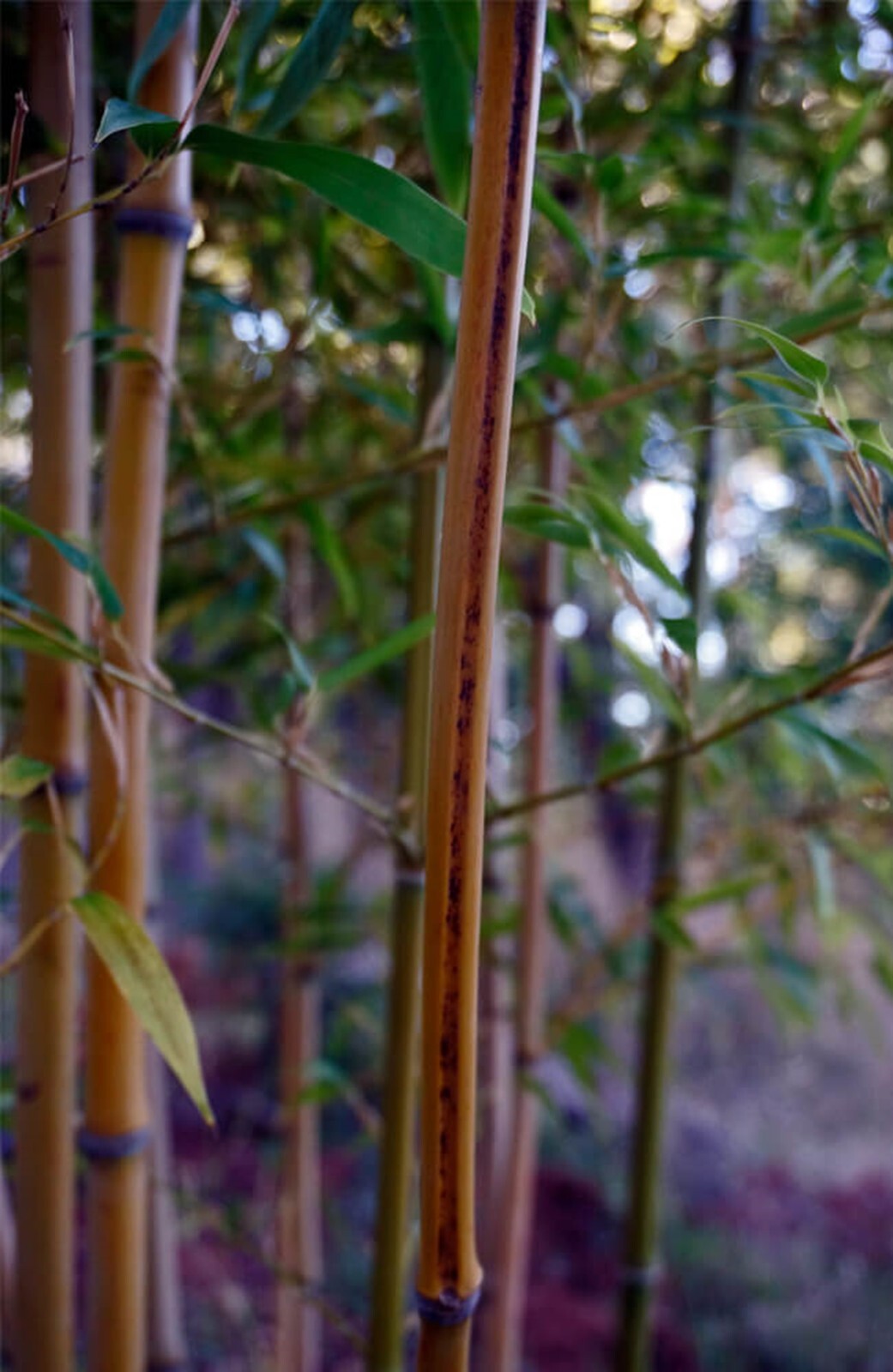 100 Black Stripe Bamboo Seeds Perennial Ornamental Seed Shots Privacy US SELLER