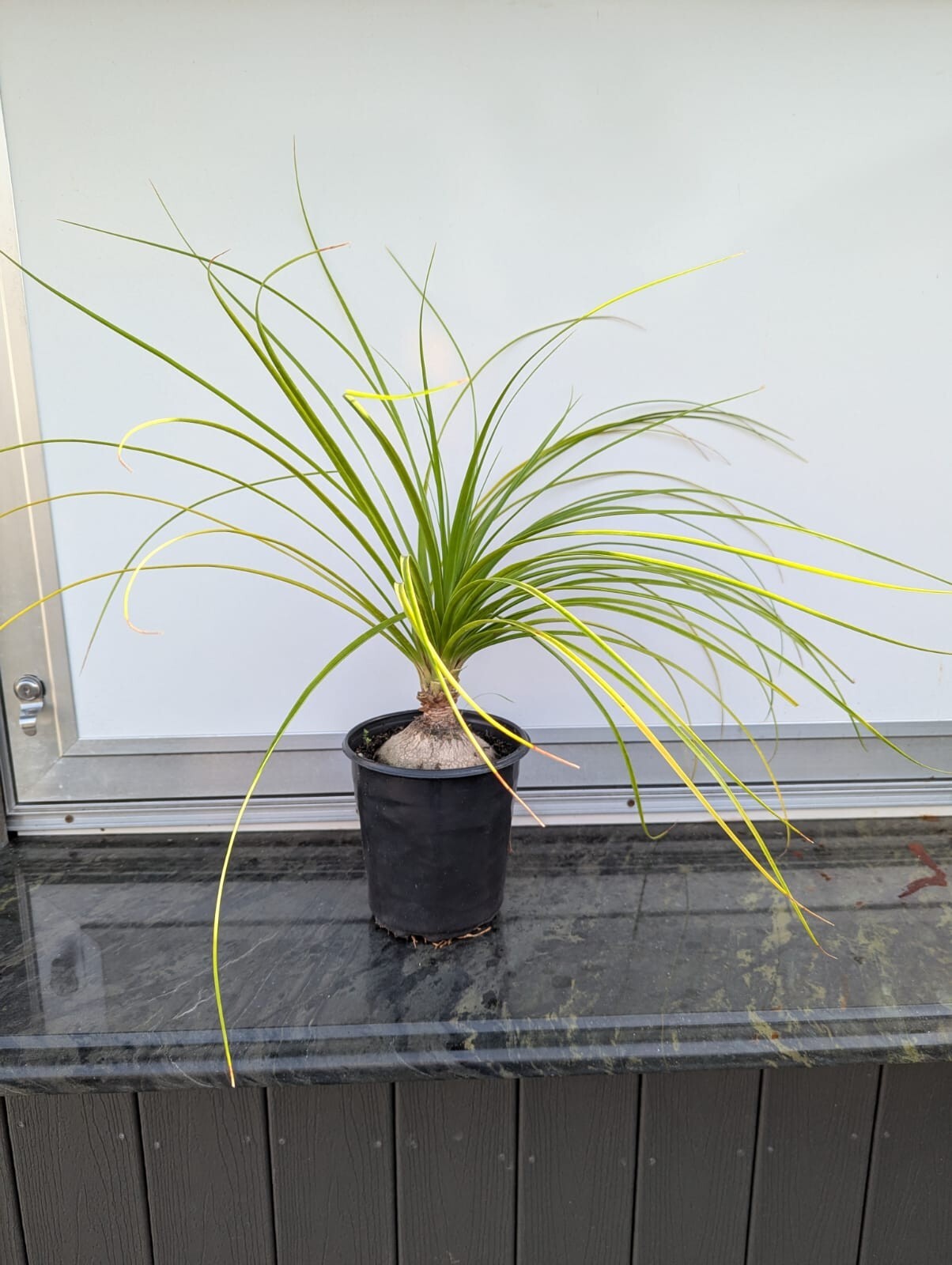 Ponytail Palm in 6″ Pot Indoor Beaucarnea Recurvata Evergreen Houseplant