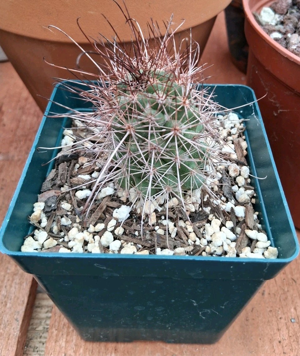 Mammillaria Poselgeri EXOTIC rare Cactus From BAJA MEXICO! Ships In A 4″ Pot!