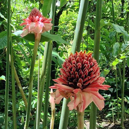 Etlingera elatior | Rose | Torch Lily | Ginger or Wax Flower | 10 Seeds