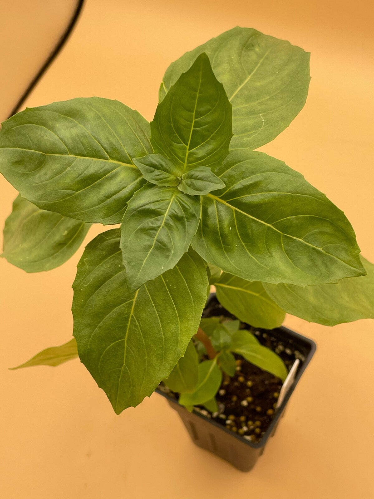 Basil, Cardinal -Live Plant 3″ Starter Pot – Ocimum basilicum ‘Cardinal’