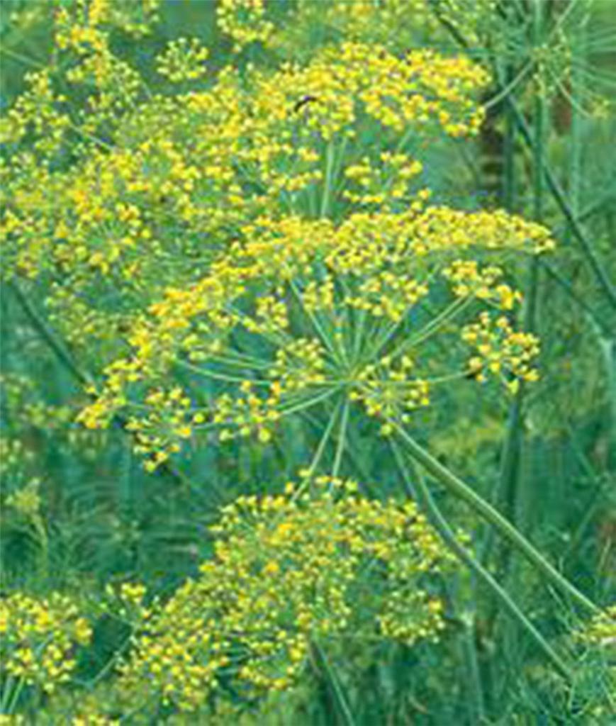 DILL SEED, MAMMOTH LONG ISLAND, HEIRLOOM, NON GMO, 100 SEEDS, SPICE