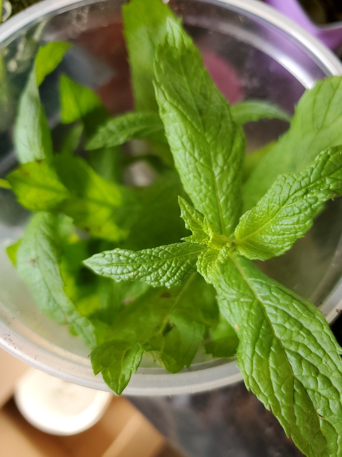 Mojito Mint Live Root