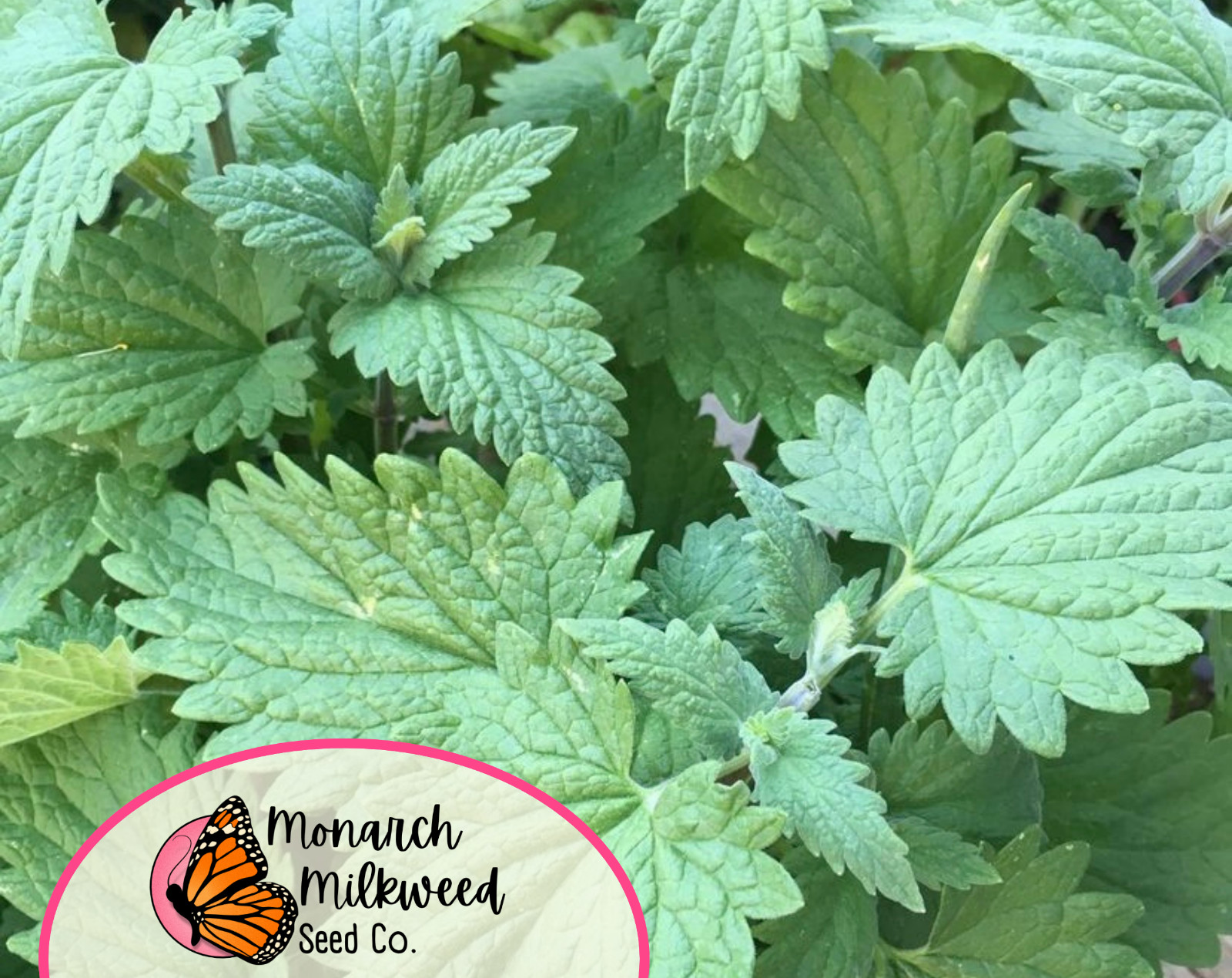 3800+ Catnip Herb Seeds | Non-GMO, Herb Garden, For Growing Cat Plants & Cat Toy