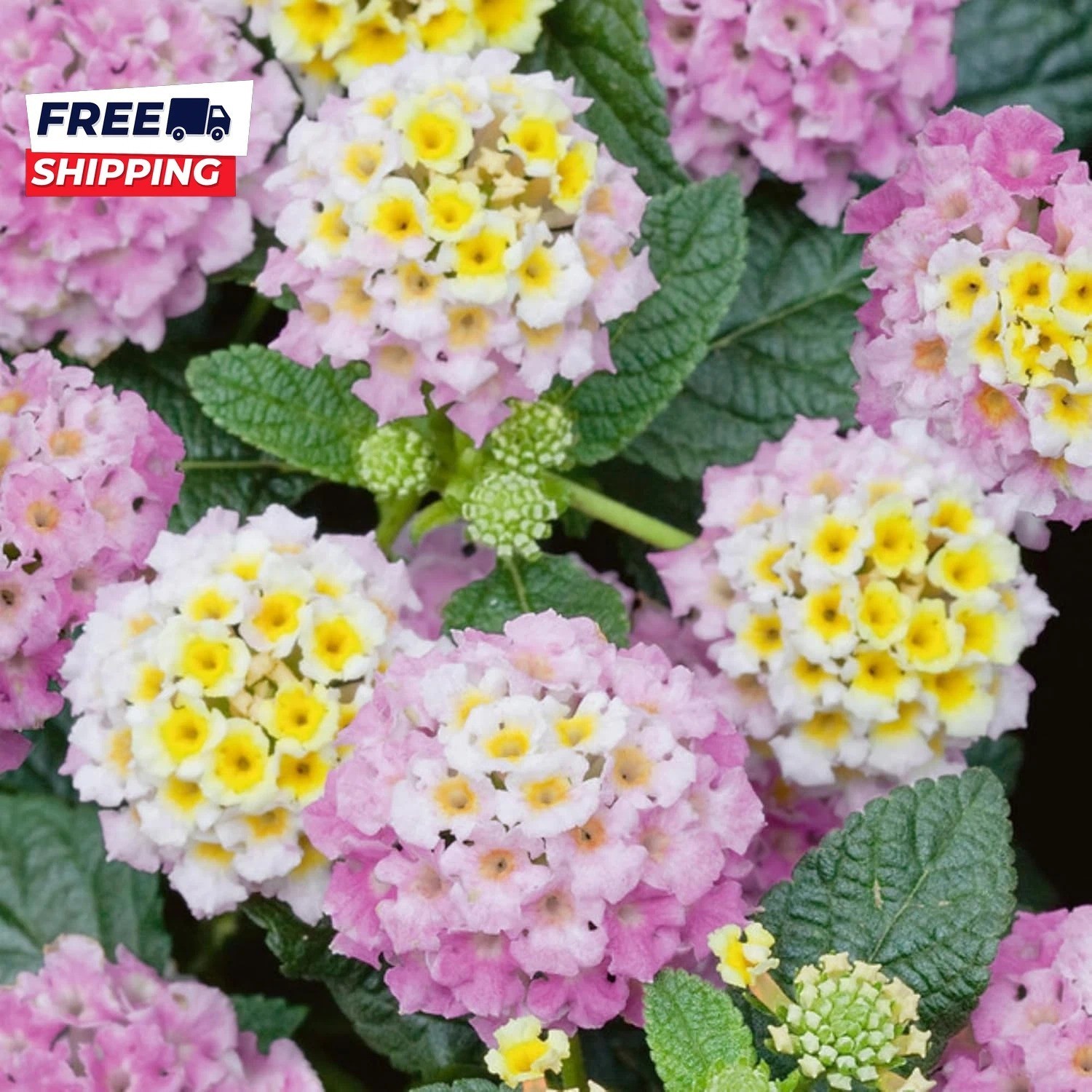 Lantana Flower Seeds for Planting 300+ Mixed Color Flower Seeds to Plant Great