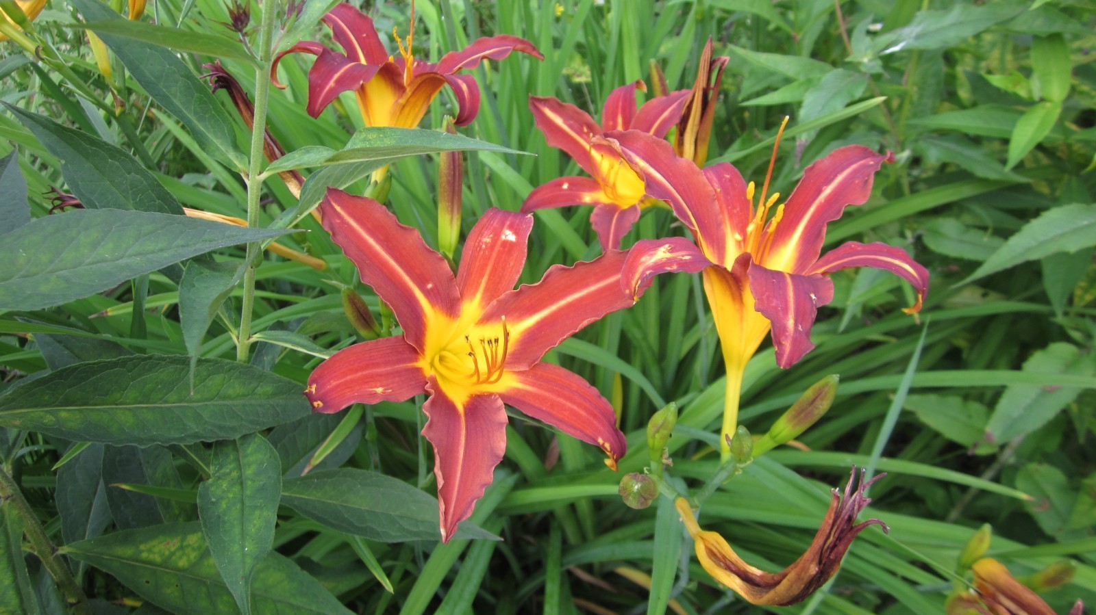 8 mixed Daylily – Lily- BARE ROOTED PLANTS. orange red yellow and bi color