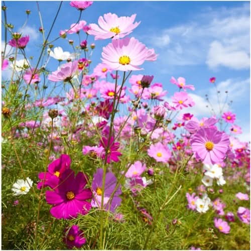 Sensation Mixed Cosmos Seeds For Planting (Cosmos bipinnatus)