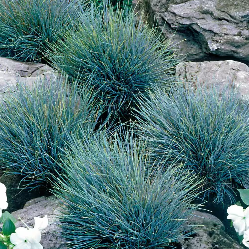 4 In. Elijah Blue Fescue Grass Plant (3-Pack)