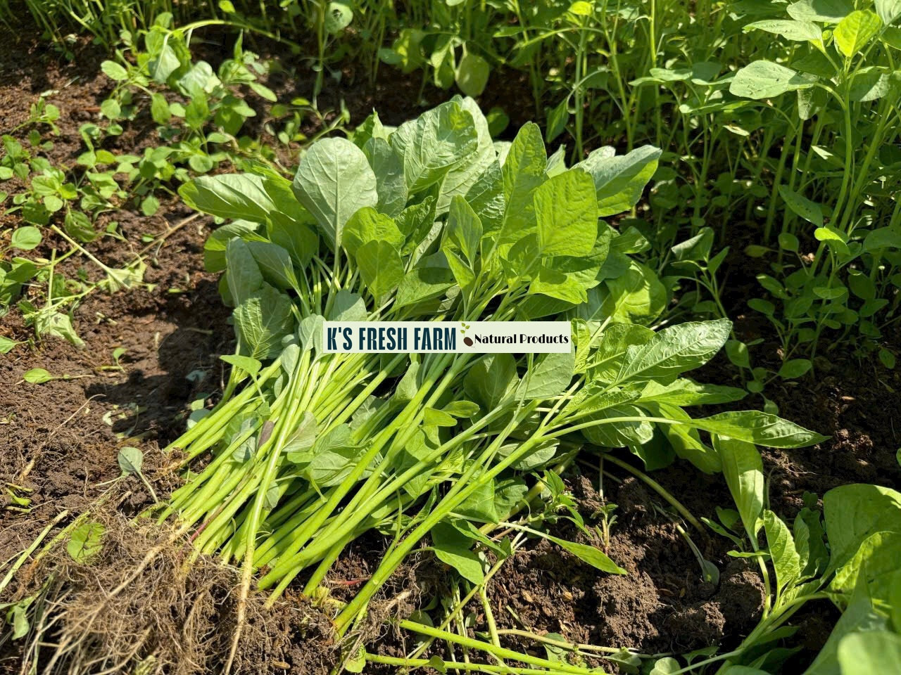 Red/Green/Garnet/Rice Spinach Amaranth Seeds-Hạt Giống Rau Dền Đỏ/Xanh/BaMàu/Cơm