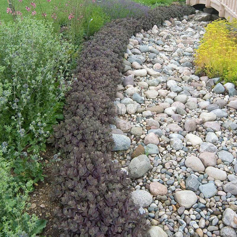 SEDUM SUNSPARKLER ‘DAZZLEBERRY’ STONECROP PLANT SUCCULENT GARDEN SUMMER BLOOMS!!