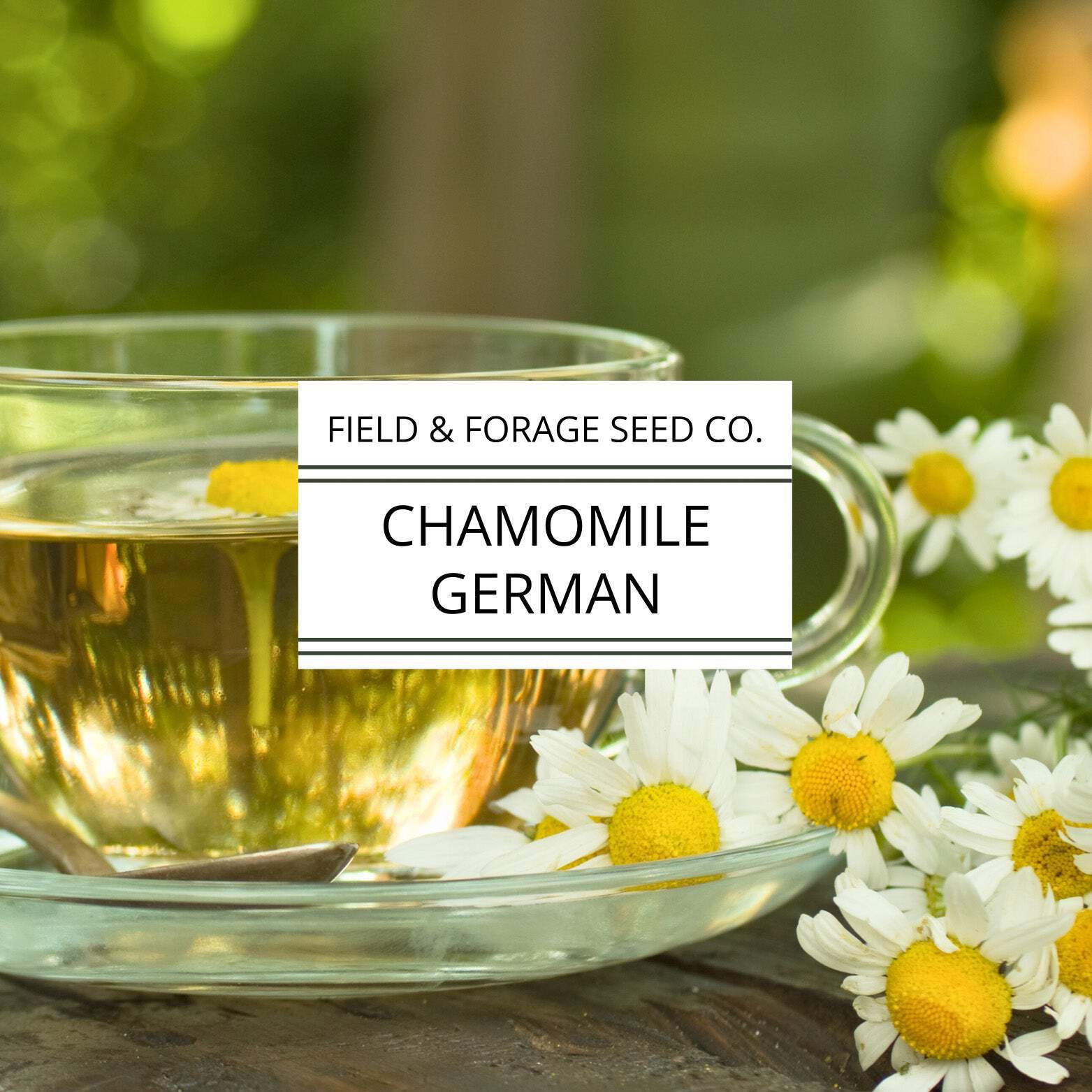 Chamomile ‘German’ | Matricaria chamomilla | Heirloom | Non-GMO | 200 Seeds