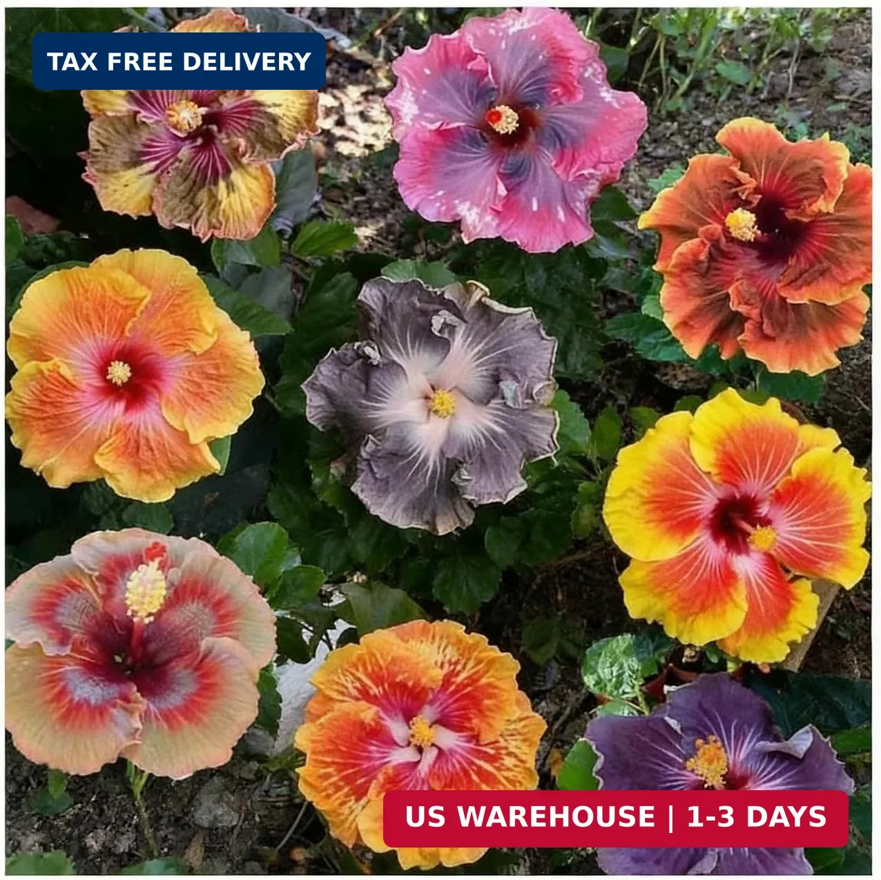 CarpetC199+ Hibiscus Seeds Mixed Colors for Planting – Giant Hardy Perennial Flo