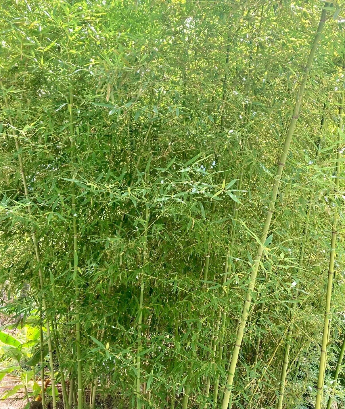 LIVE Phyllostachys vivax rhizomes X15 Chinese timber) FreeShipping4doubleorders