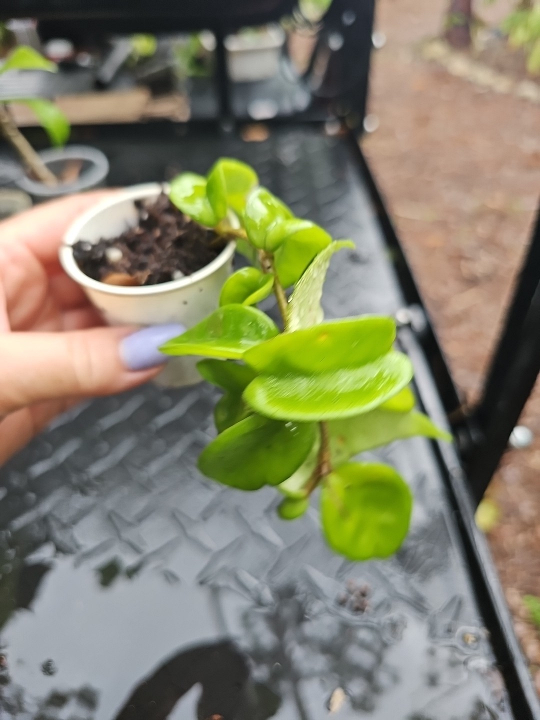 Hoya Carnosa Compacta ‘Hindu Rope’ 2,5″ pot 8″ Long