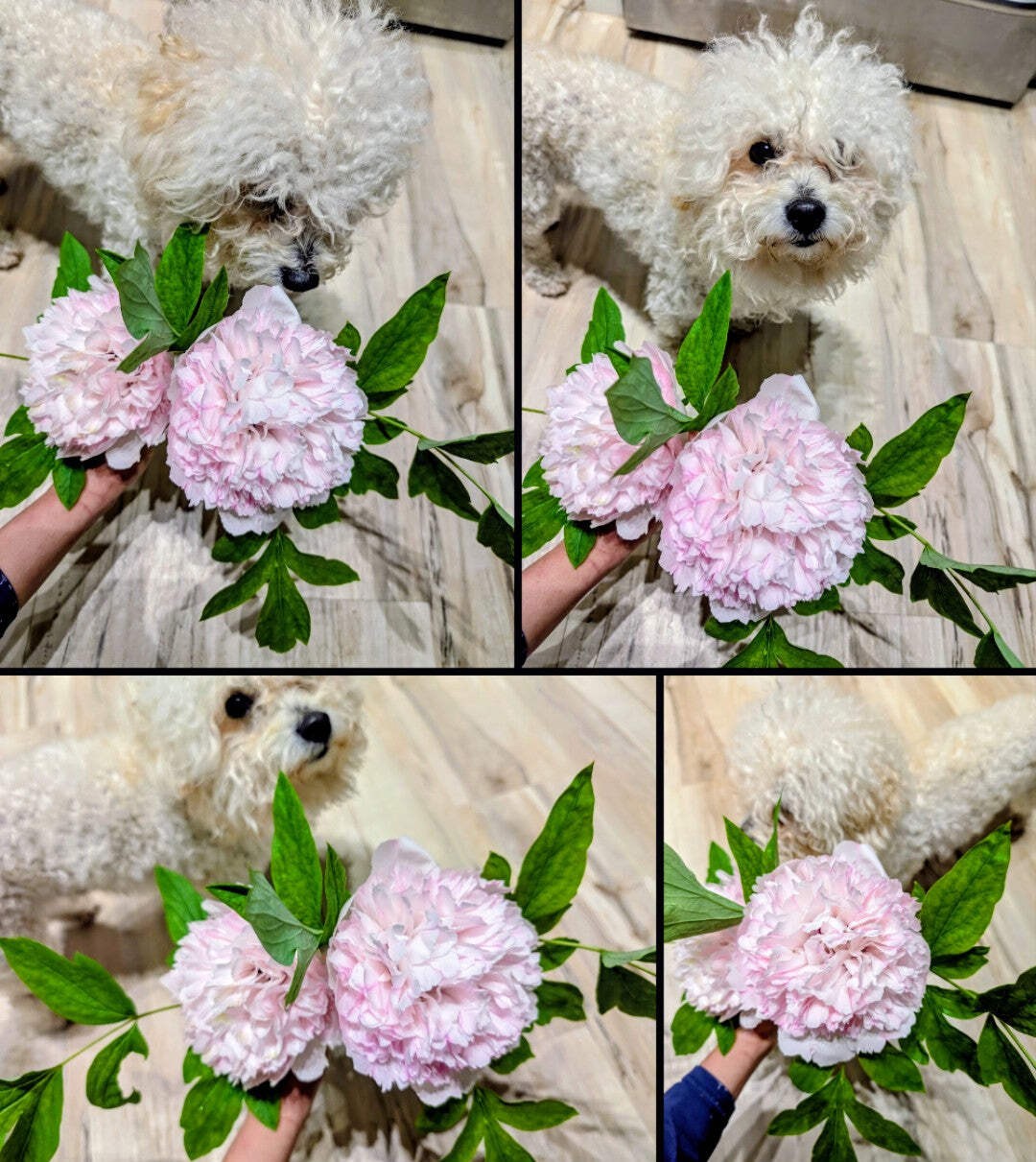 “Red thread girl” large flower tree peony Preorder for fall 2026