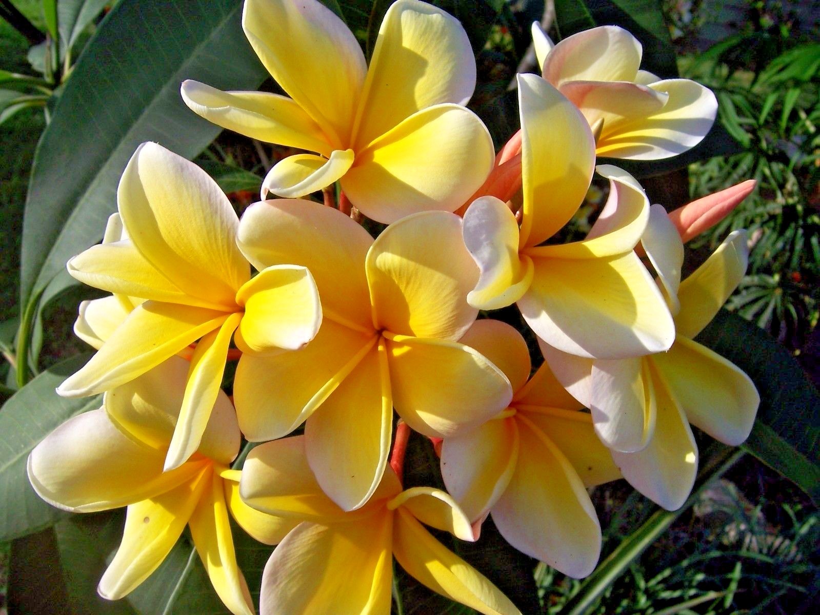 Plumeria – YELLOW – live cutting – tropical plants