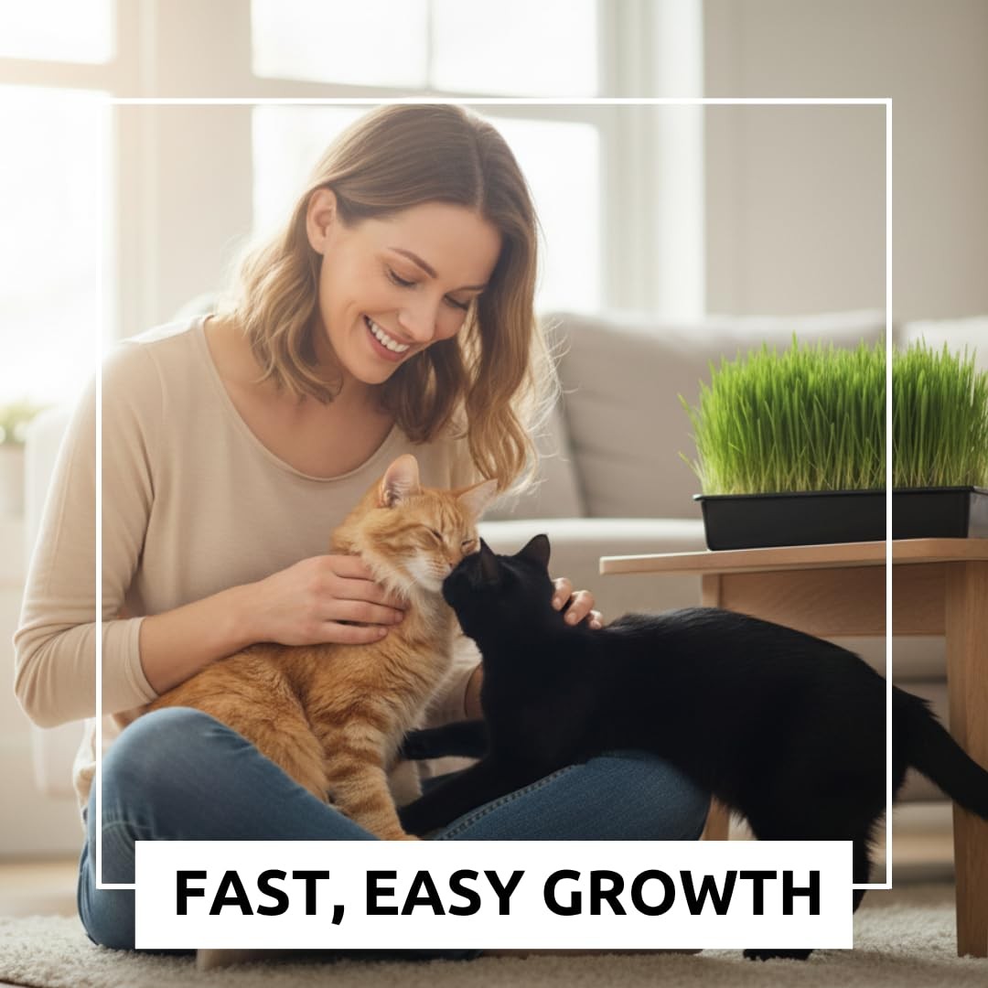 Cz Grain Cat Grass Seeds For Growing 4 Way Blend Rye Wheat Oats And Barley Made