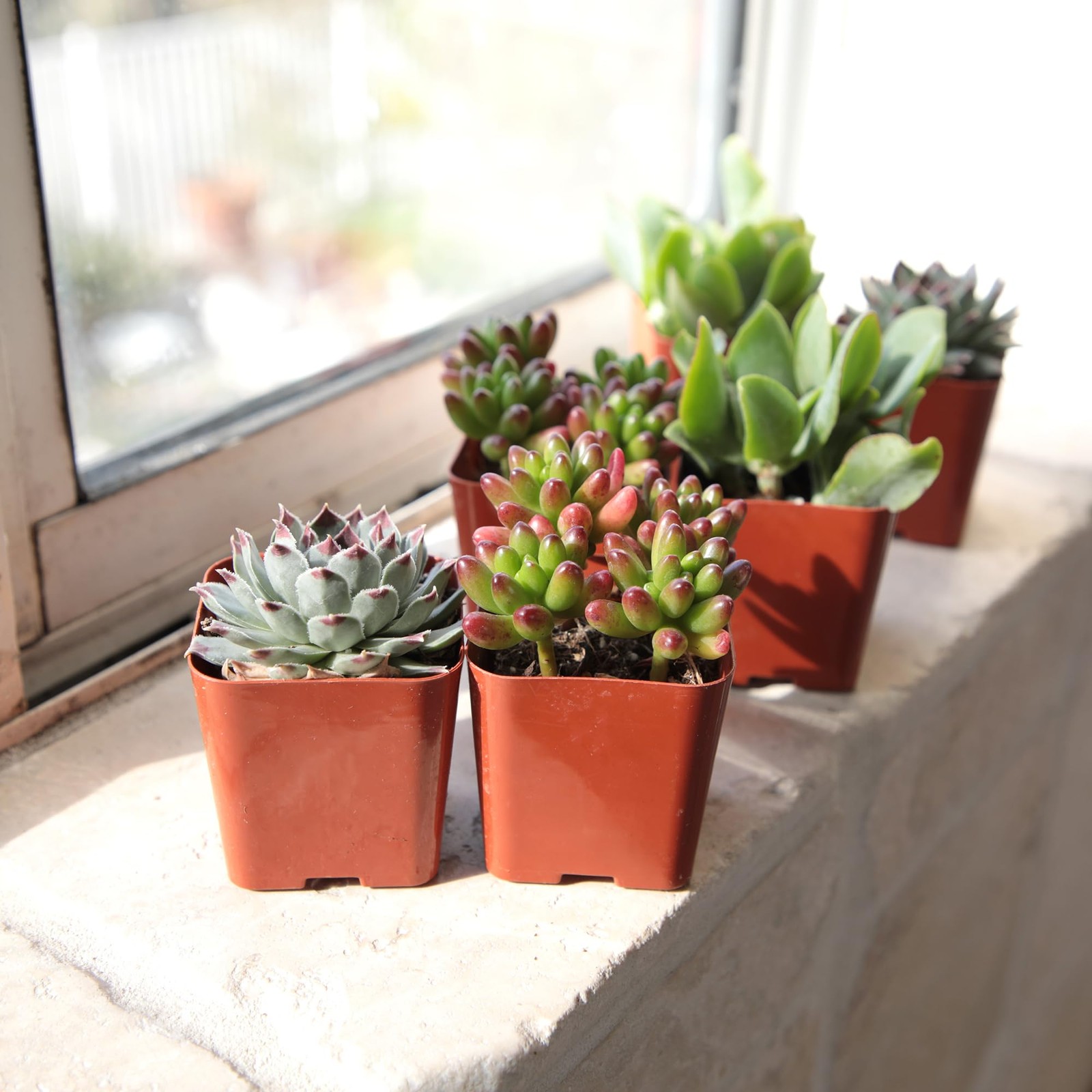 Altman Plants Deluxe Live Succulents (6 Pack), No 2 inches, Assorted