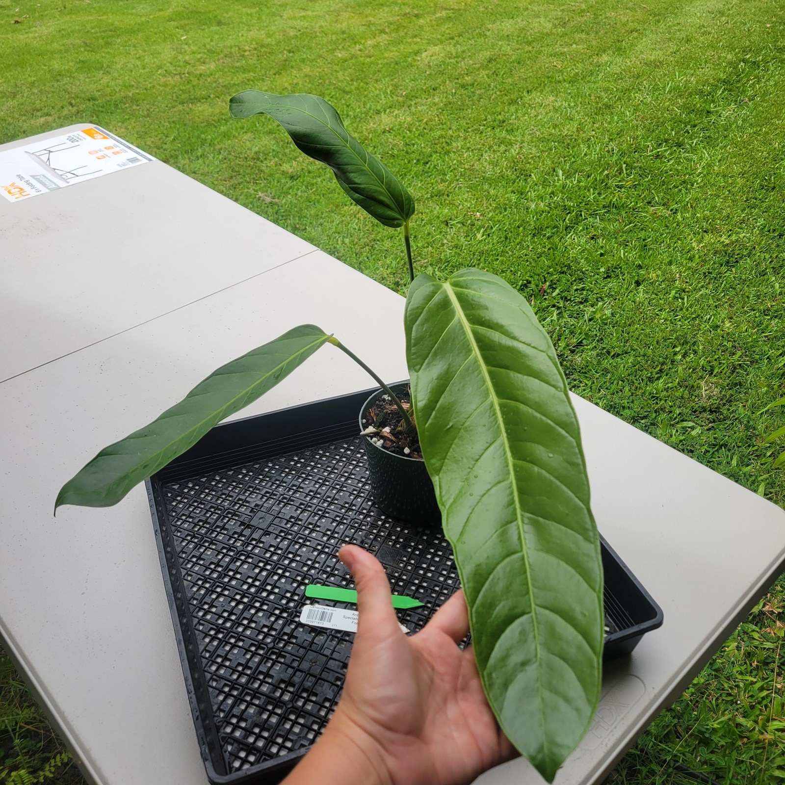 Anthurium Spectabile Wide Form, Exact Plant Ships Nationwide