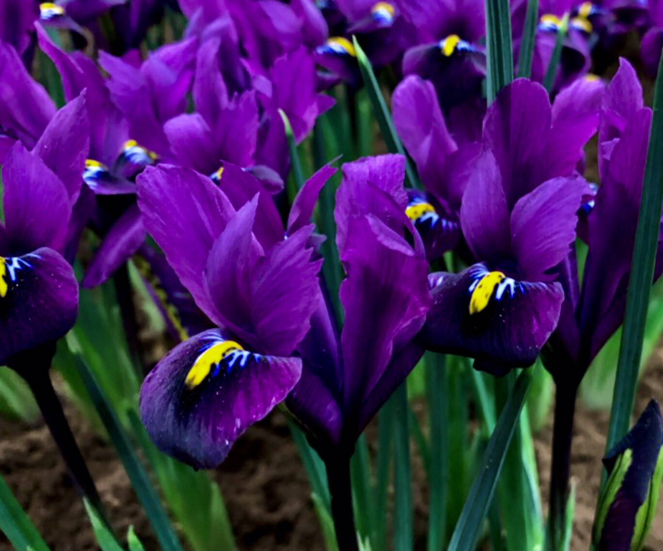 Rosalie Figge Bearded Iris Plant Fit in 5” Pot Fragrant Reblooming PURPLE Flower