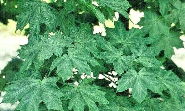 15 WALDERSEEI SPECKLED NORWAY MAPLE SEEDS – Acer platanoides Walderseei