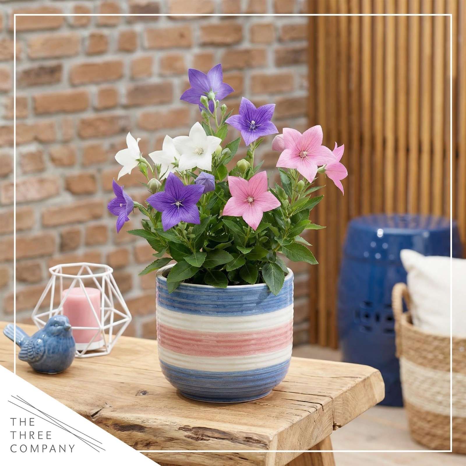Blooming Pink Balloon Flower 2-Pack – Summer Perennial Plant, 10″ Tall, 1 Qt Pot