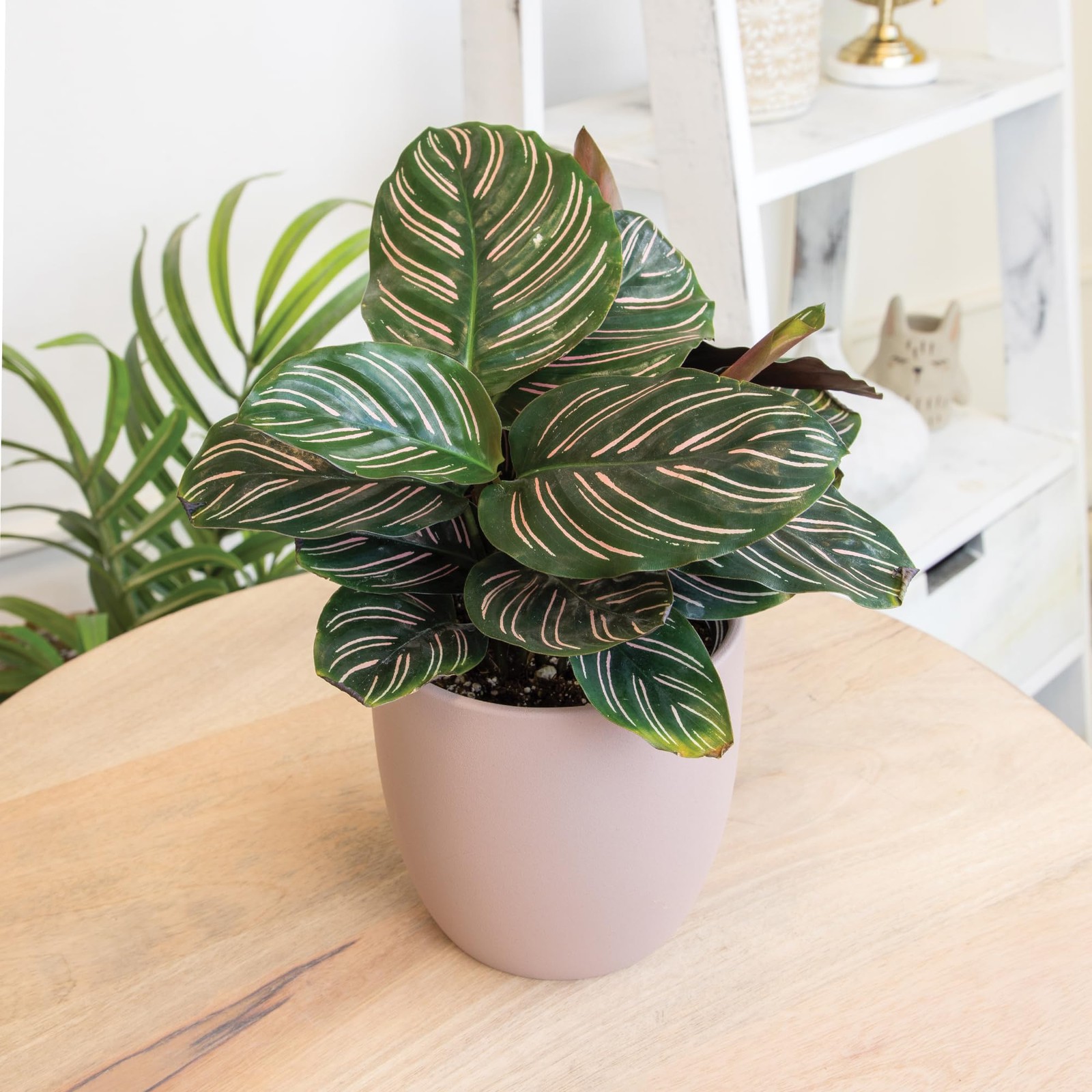 Essential Houseplant Collection (4PK) in 4.25″ Grower Pots, Easy Air Purifyin…