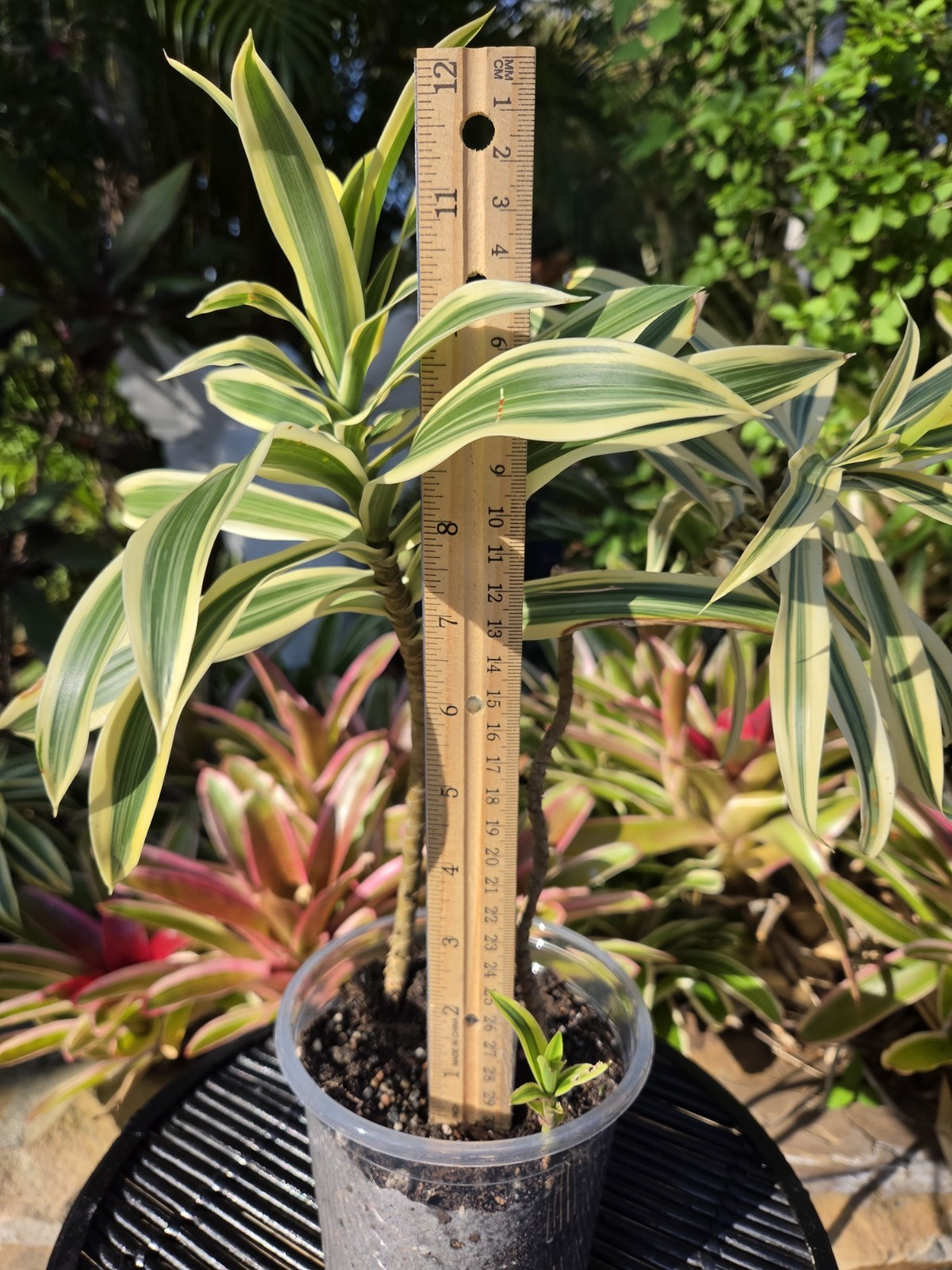 Dracaena **12 inch.***SONG OF INDIA*****FLORIDA FRESH **ROOTED PLANT**