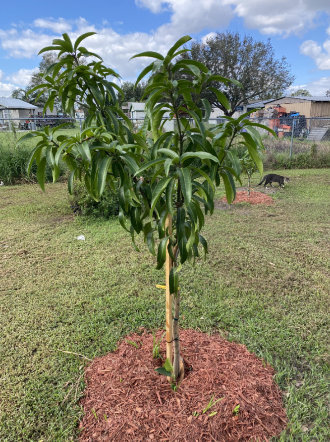 Live Kent Mango Plant, 3 Gal Pot, 2–3 Ft Tall, No Shipping to CA, HI, PR, GU, AK