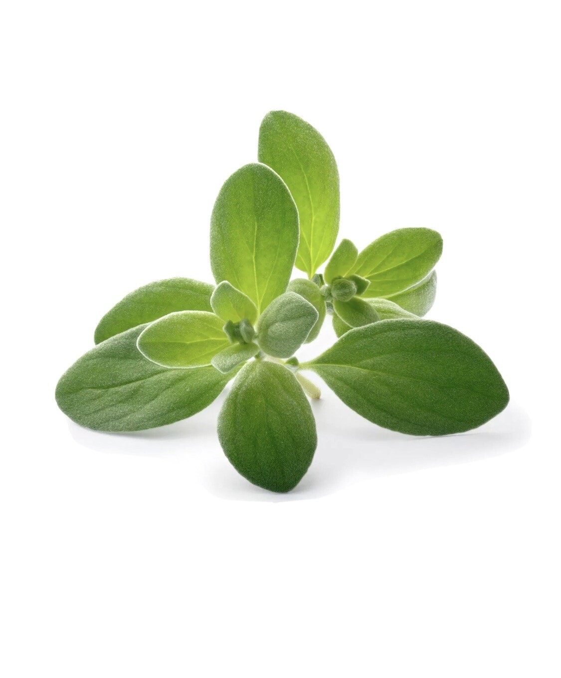 100 Sweet Marjoram Seeds Origanum Majorana Edible Culinary Medicinal Herb Garden