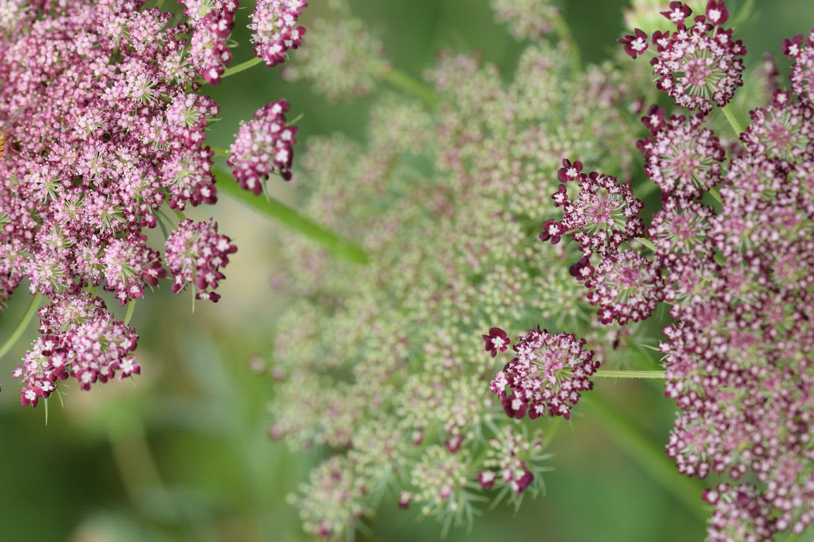 PURPLE AND PINK QUEEN ANNS LACE 100 SEEDS, DAUCUS CAROTA PURPURA