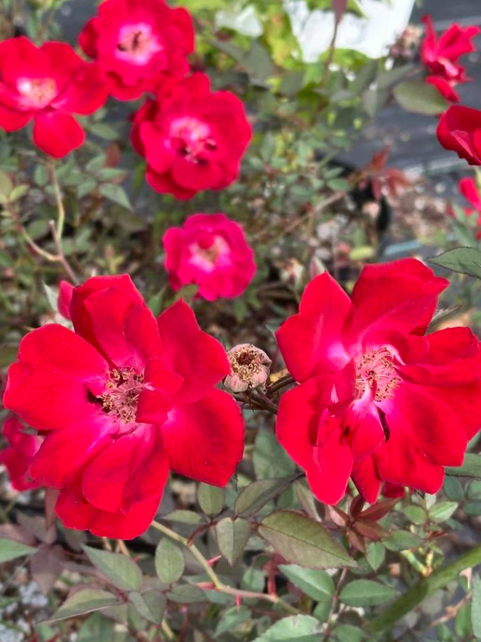 Martha Gonzales Rose Live Plant, 1 Gal, Fully Rooted Semi-Evergreen Rose Shrub