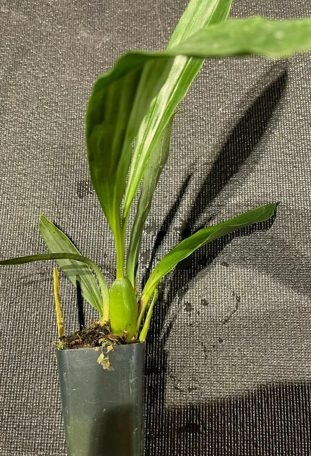 Fragrant, Mini Propetalum La Jolla Delight ‘HOF’ AM/AOS
