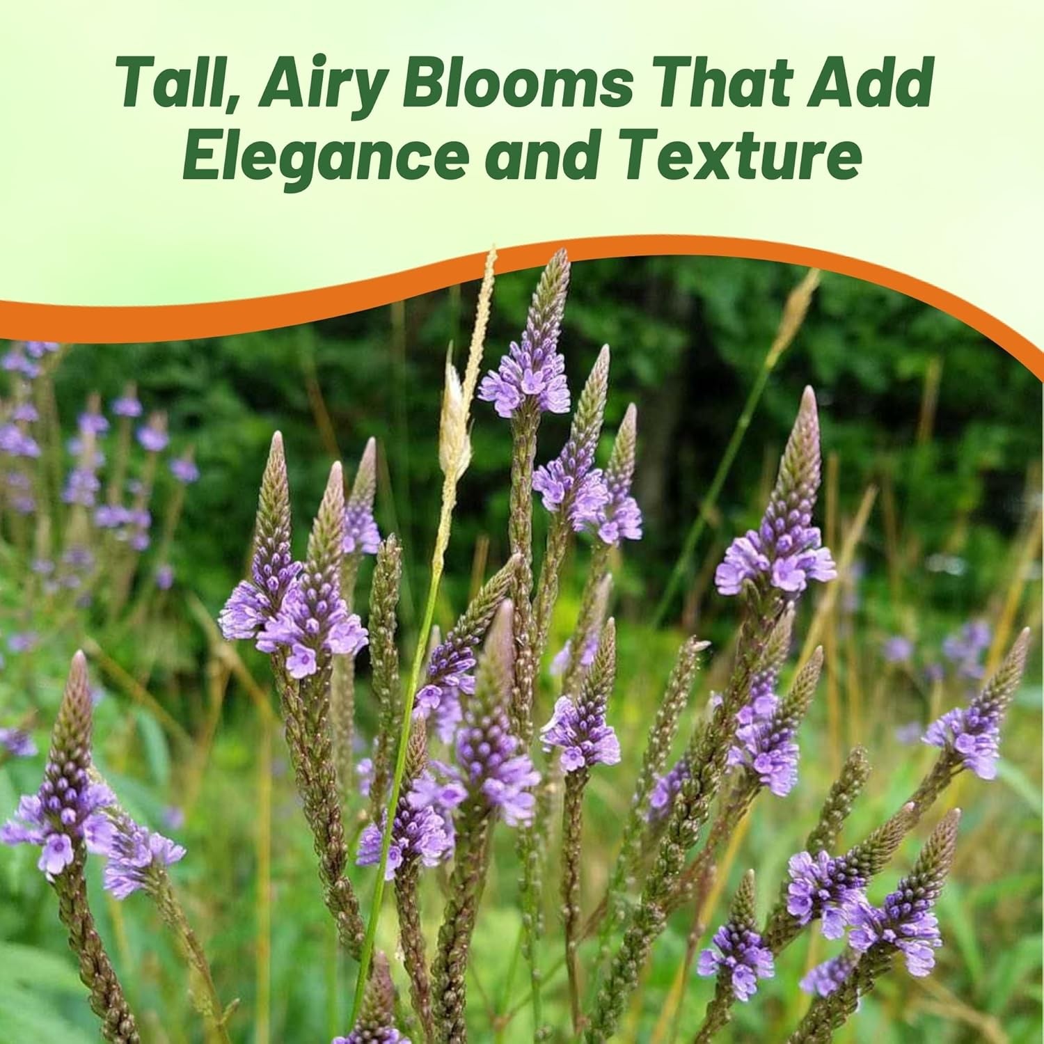 10000 Seeds Drought Tolerant Verbena Hastata Blue Vervain Garden Flower Plant
