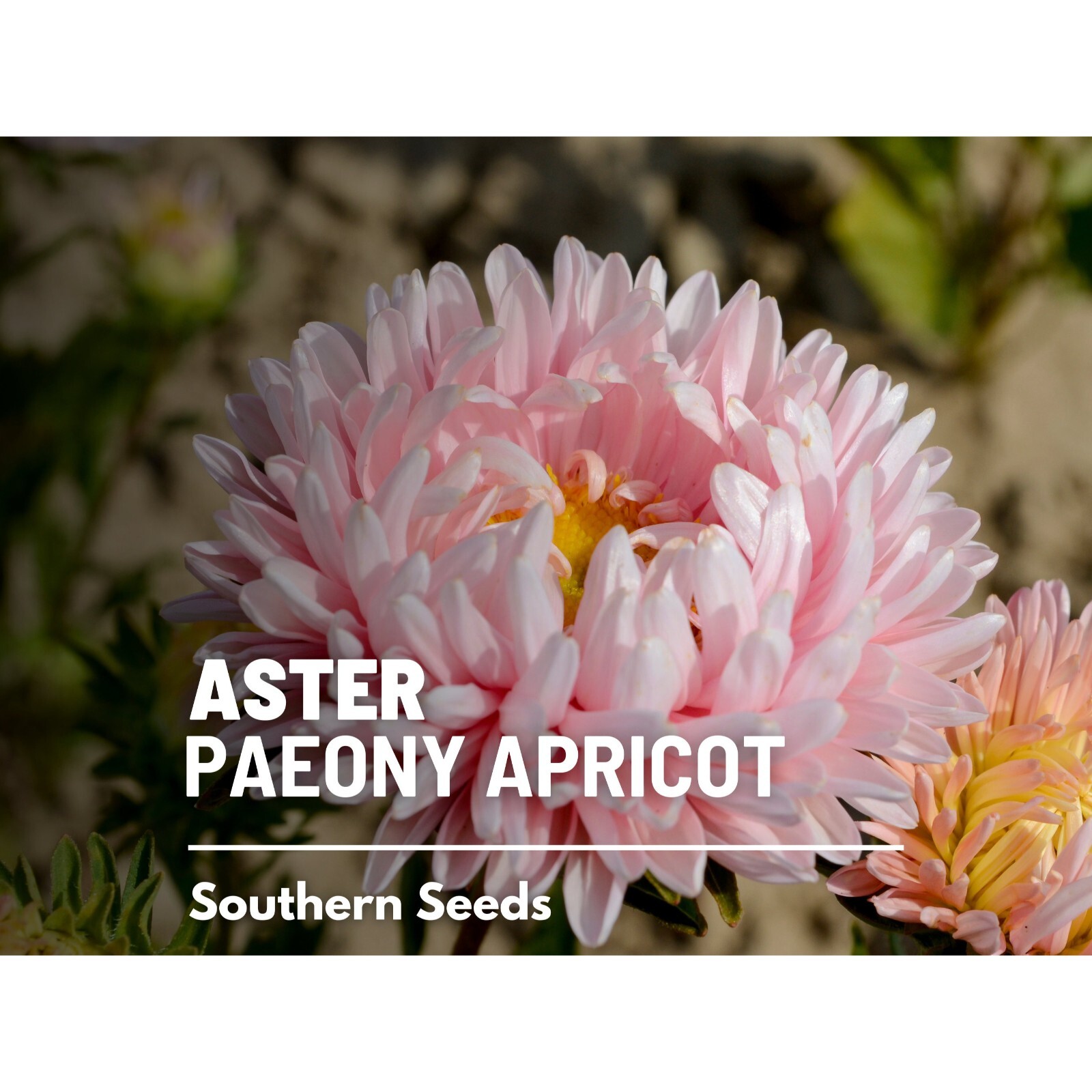Aster, Paeony Duchess Apricot – 50 Seeds, Heirloom Flower (Callistephus paeony)