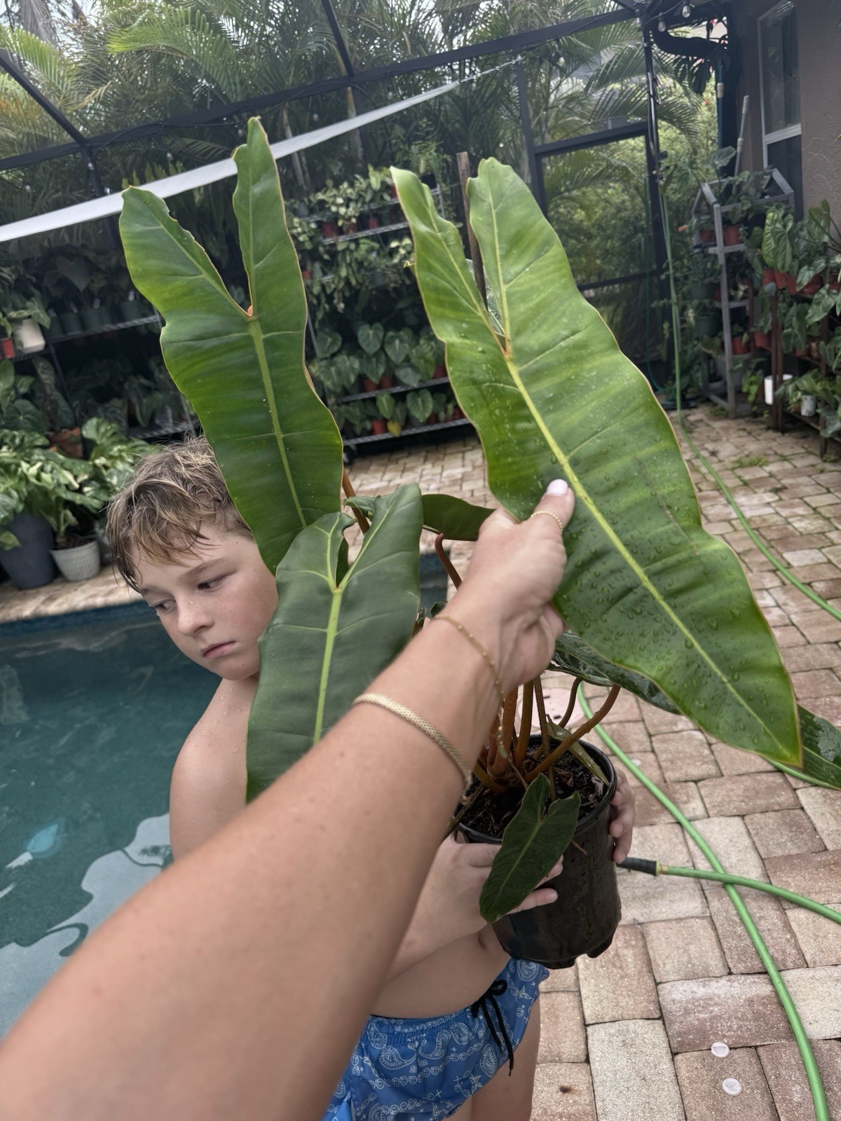 Philodendron Billietiae XL Mother Plant Free Shipping
