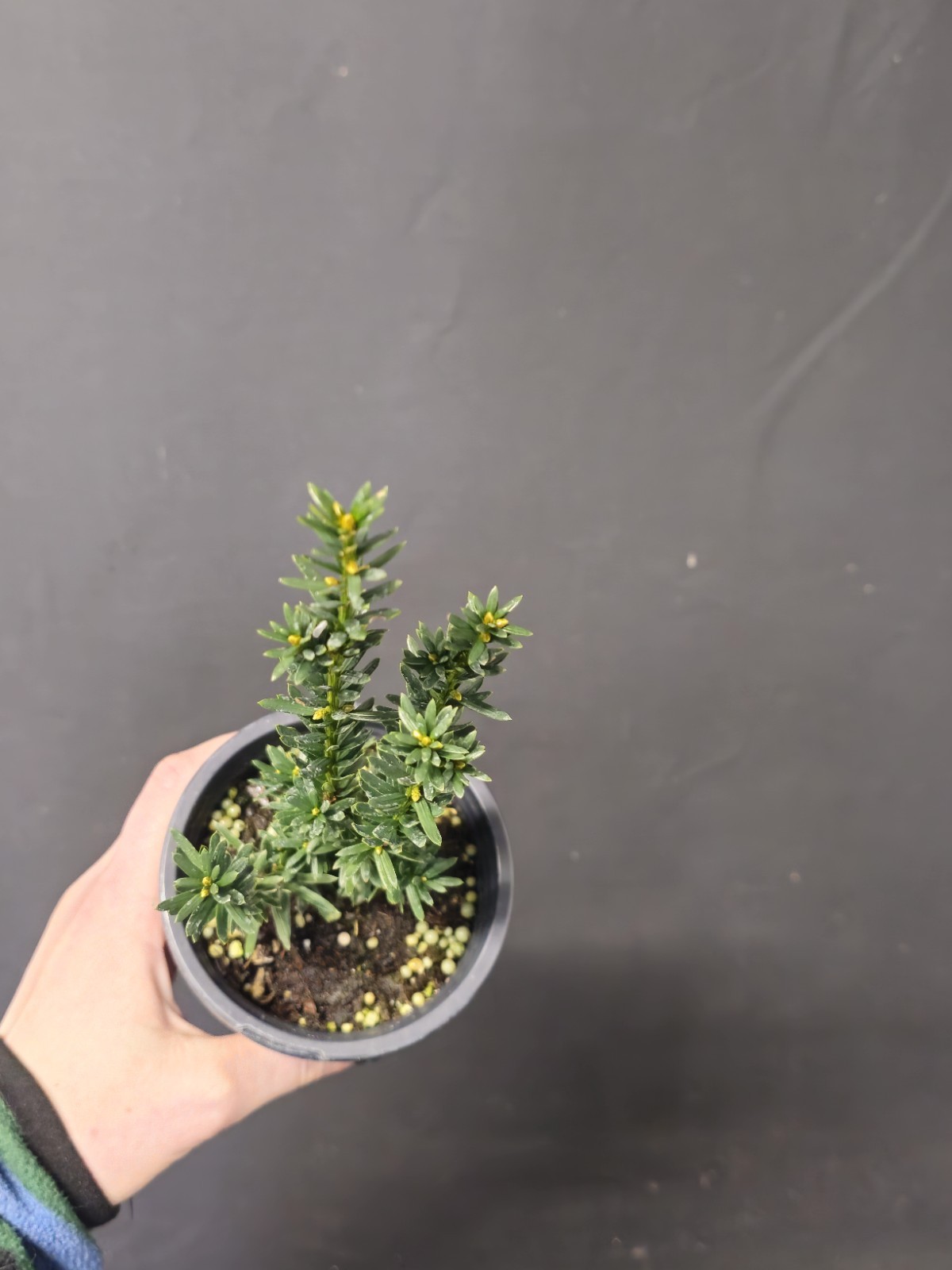 Japanese Yew Taxus Bonsai Prebonsai Starter In 4″ Plastic Pot