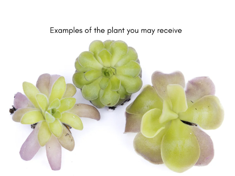 Mexican Butterwort Pinguicula – Live Carnivorous Plant Grower’s Choice