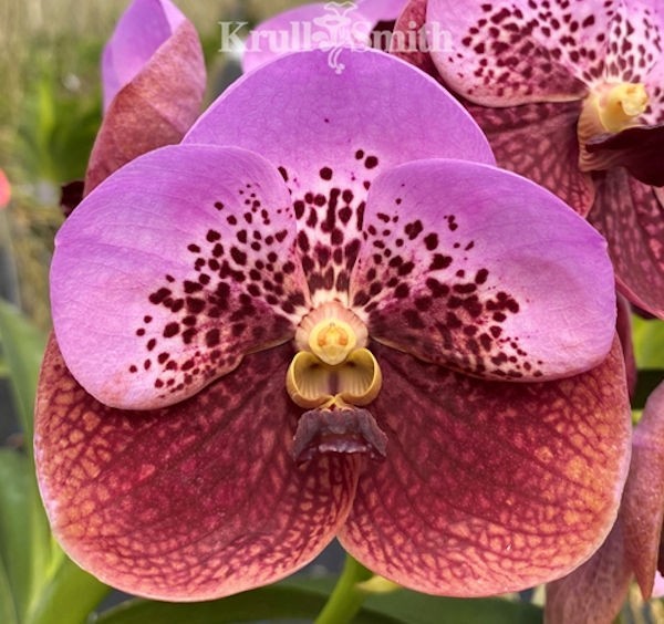 Vanda Thonglor x Khunying Live Orchid plant 3B35