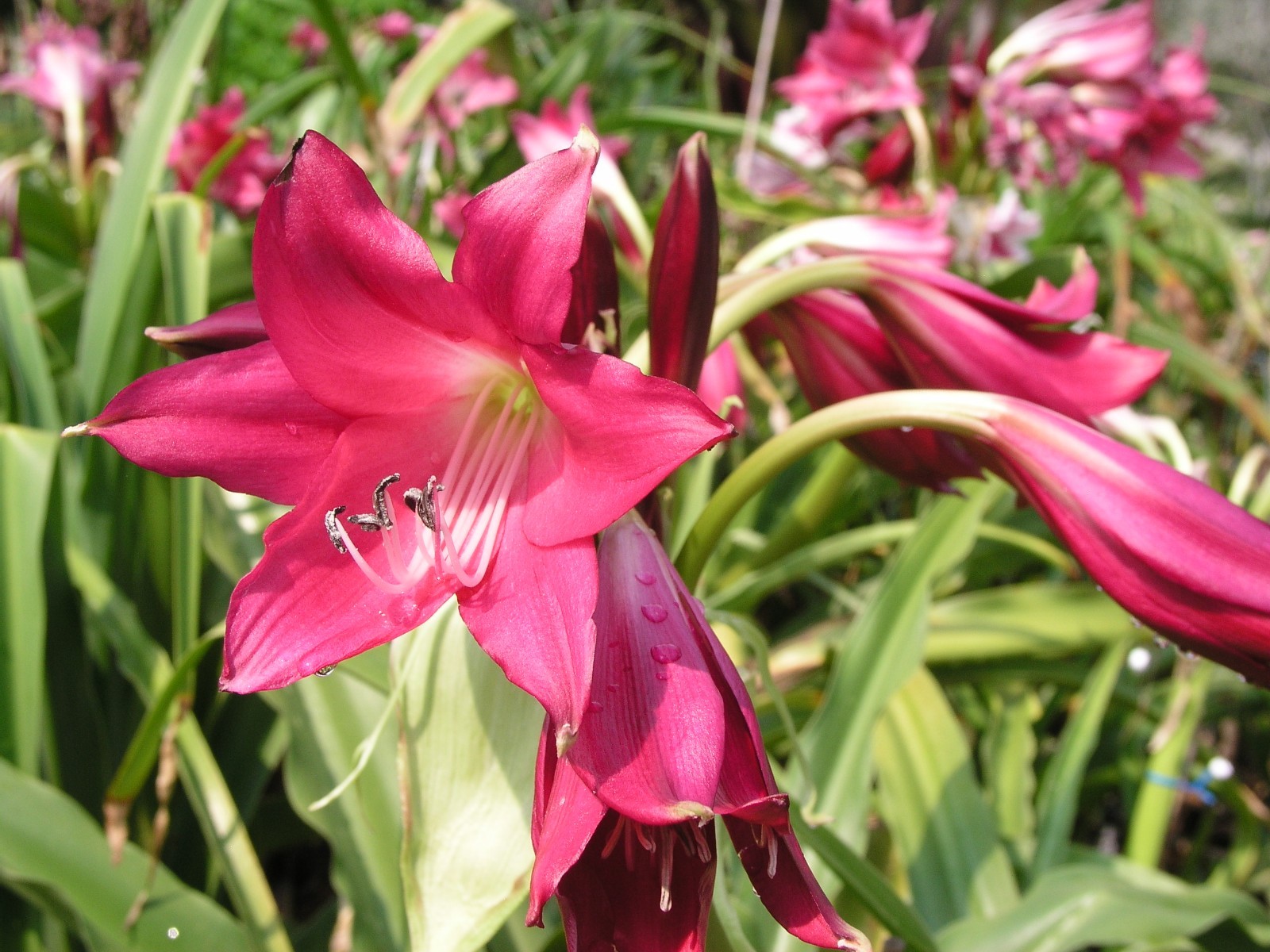 Crinum Lily, Oh, This is Outrageous, jumbo, blooming-size bulb, NEW, RARE