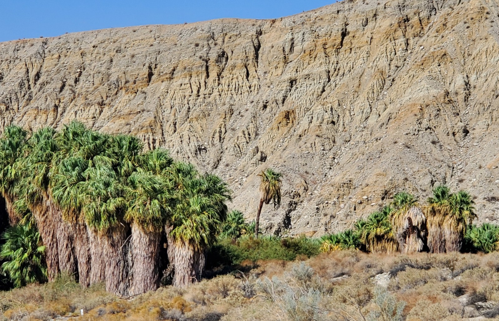 Washingtonia Filifera California Fan Palm Seedling 4-5 Leafs Live Seedling