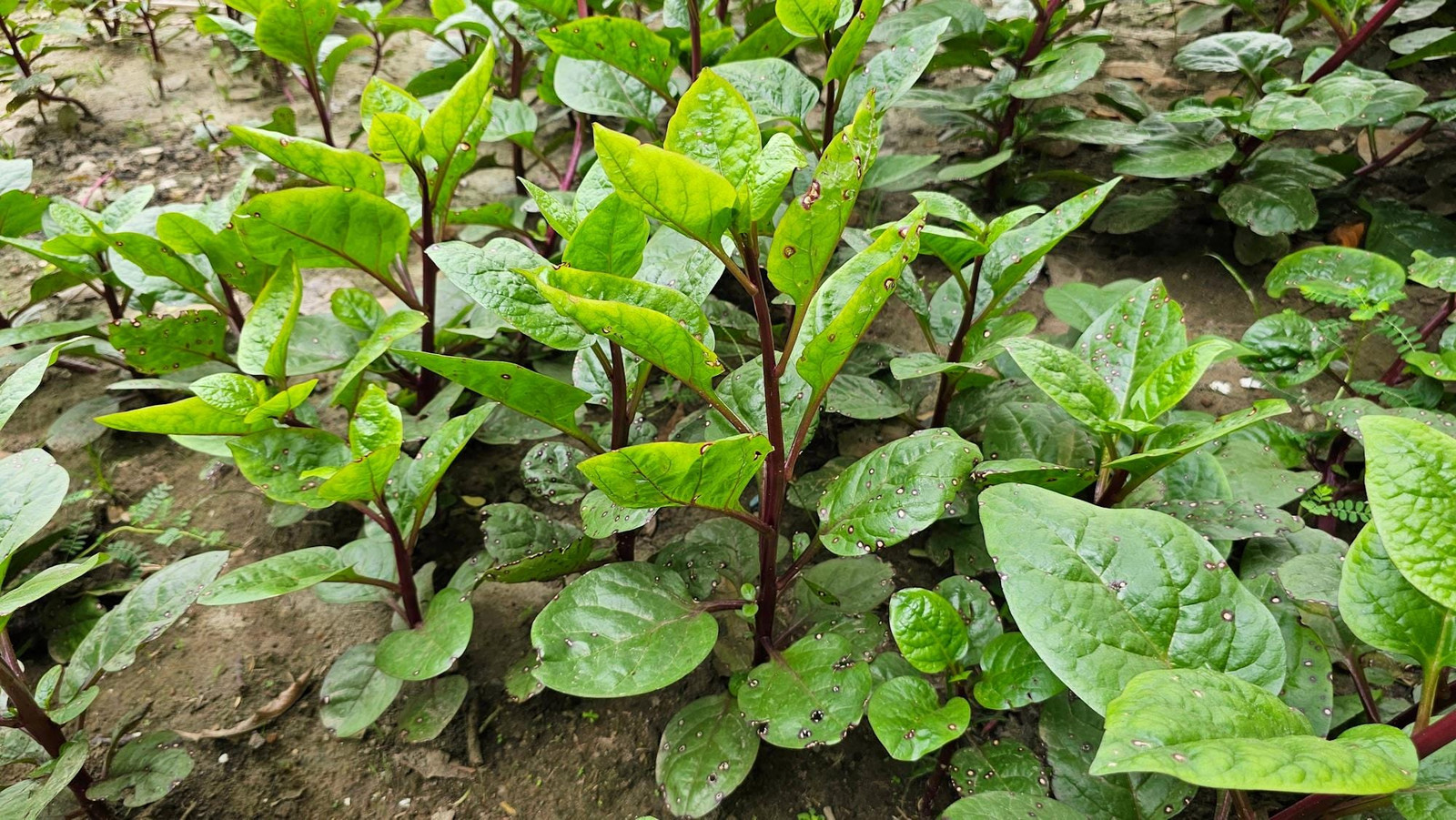 Red Stem Malabar Spinach Seeds Basella alba “rubra” Plant, Non-GMO, Vegetable,